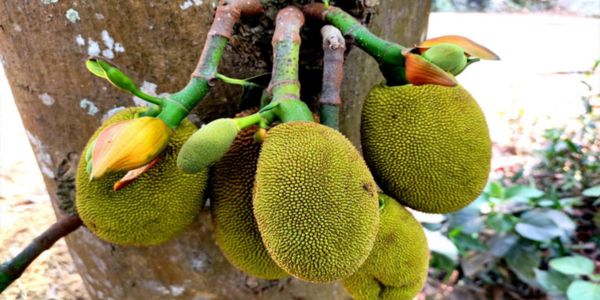 দিন দিন কমে যাচ্ছে কাঁঠাল গাছের সংখ্যা